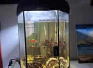 Grajewo ogłoszenia: Sprzedm akwarium Hexa Set Lt 60l zawiera sześciokątny zbiornik o... - zdjęcie